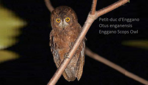 Petit-duc d'Enggano - Otus enganensis - Enggano Scops Owl