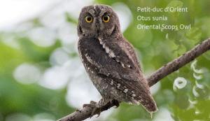 Petit-duc d'Orient - Otus sunia - Oriental Scops Owl