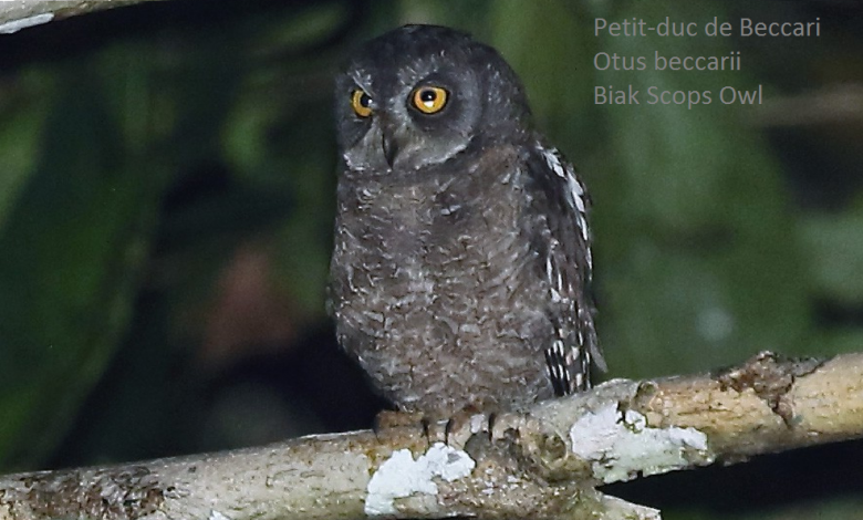 Petit-duc de Beccari - Otus beccarii - Biak Scops Owl