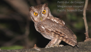 Petit-duc de Cooper - Megascops cooperi - Pacific Screech Owl
