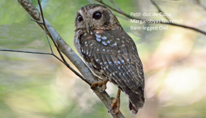 Petit-duc de Cuba - Margarobyas lawrencii - Bare-legged Owl