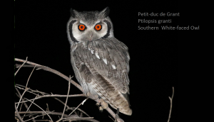 Petit-duc de Grant - Ptilopsis granti - Southern  White-faced Owl