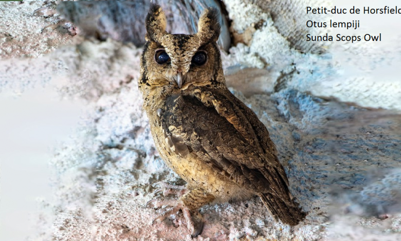 Petit-duc de Horsfield - Otus lempiji - Sunda Scops Owl