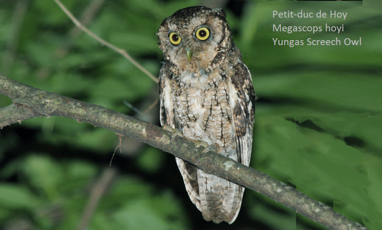 Petit-duc de Hoy - Megascops hoyi - Yungas Screech Owl
