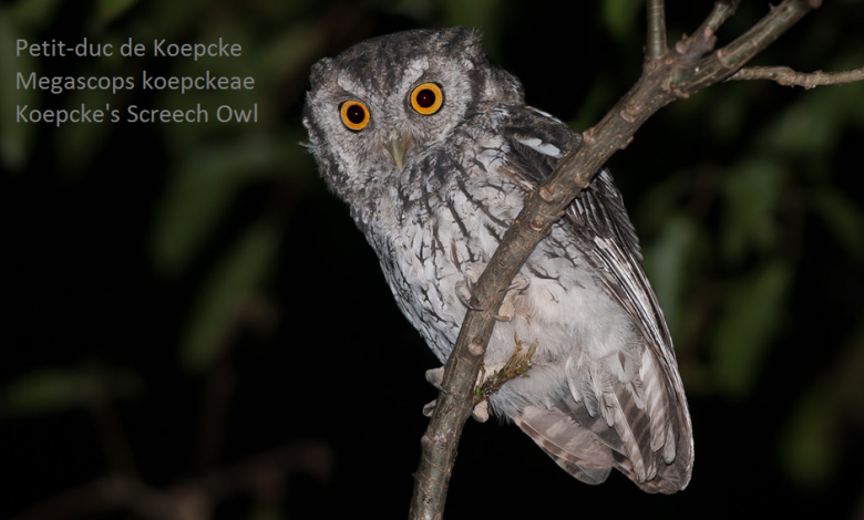 Petit-duc de Koepcke - Megascops koepckeae - Koepcke's Screech Owl