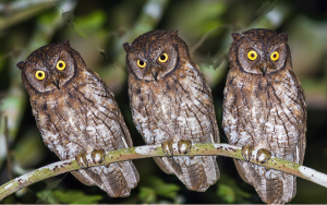 Petit-duc de Lombok - Otus jolandae - Rinjani Scops Owl
