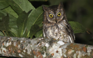 Petit-duc de Lombok - Otus jolandae - Rinjani Scops Owl