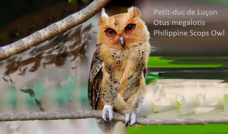 Petit-duc de Luçon - Otus megalotis - Philippine Scops Owl
