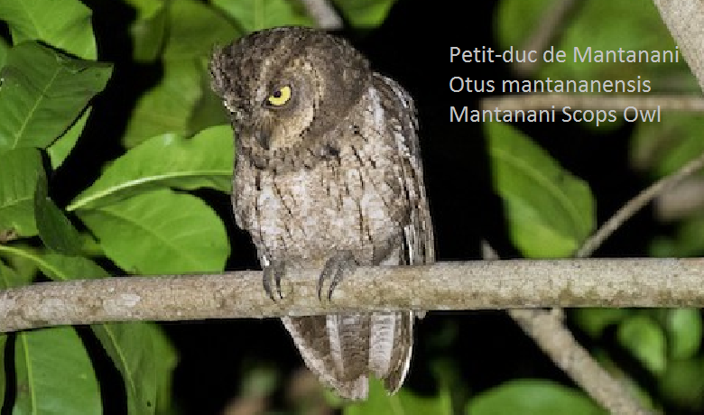 Petit-duc de Mantanani - Otus mantananensis - Mantanani Scops Owl