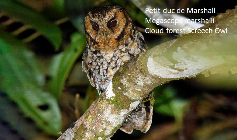 Petit-duc de Marshall - Megascops marshalli - Cloud-forest Screech Owl