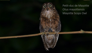 Petit-duc de Mayotte - Otus mayottensis - Mayotte Scops Owl