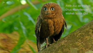 Petit-duc de Mohéli - Otus moheliensis - Moheli Scops Owl