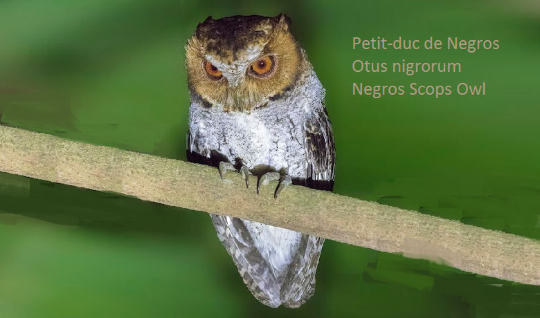 Petit-duc de Negros - Otus nigrorum - Negros Scops Owl