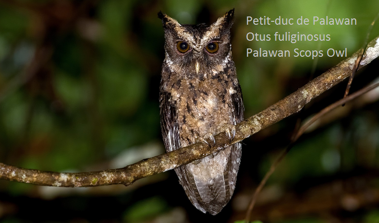 Petit-duc de Palawan - Otus fuliginosus - Palawan Scops Owl