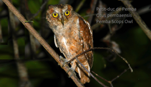 Petit-duc de Pemba - Otus pembaensis - Pemba Scops Owl