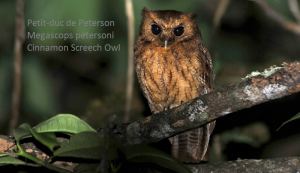 Petit-duc de Peterson - Megascops petersoni - Cinnamon Screech Owl