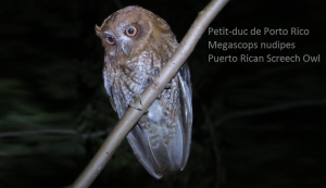 Petit-duc de Porto Rico - Megascops nudipes - Puerto Rican Screech Owl