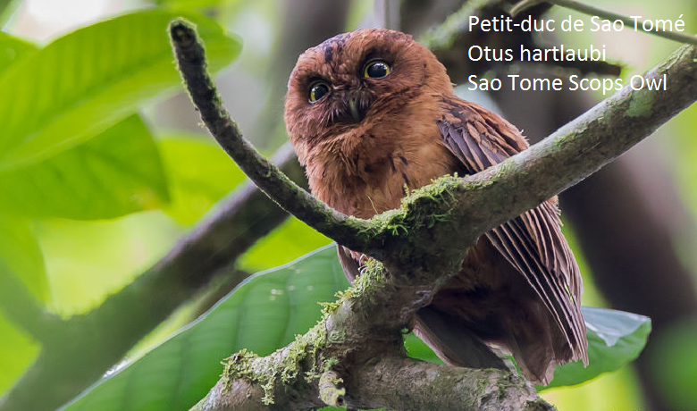 Petit-duc de Sao Tomé - Otus hartlaubi - Sao Tome Scops Owl