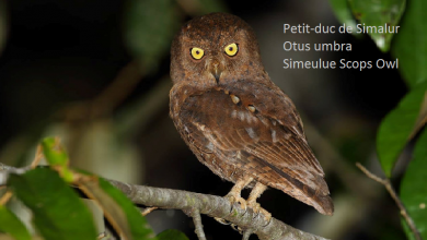 Petit-duc de Simalur - Otus umbra - Simeulue Scops Owl