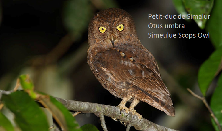 Petit-duc de Simalur - Otus umbra - Simeulue Scops Owl