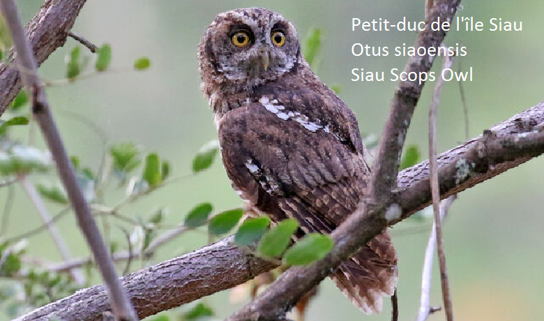 Petit-duc de l'île Siau - Otus siaoensis - Siau Scops Owl