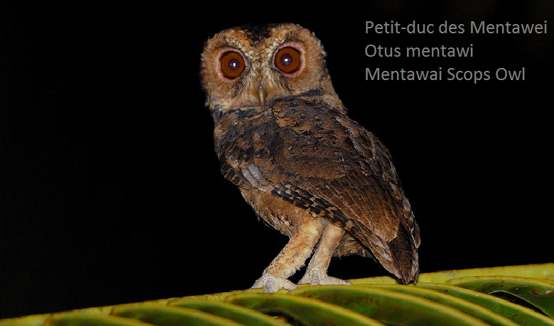 Petit-duc des Mentawei - Otus mentawi - Mentawai Scops Owl