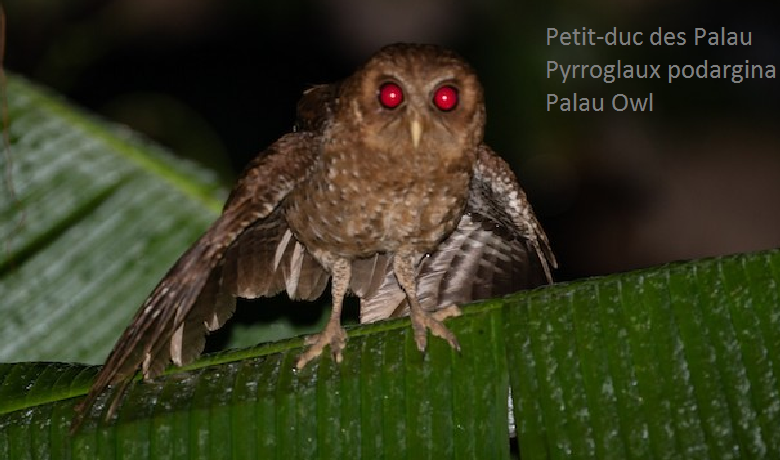 Petit-duc des Palau - Pyrroglaux podargina - Palau Owl