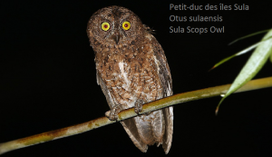 Petit-duc des îles Sula - Otus sulaensis - Sula Scops Owl
