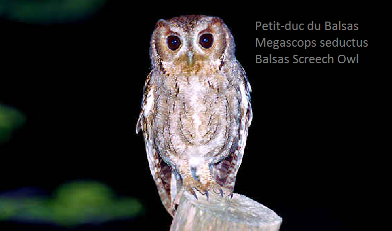 Petit-duc du Balsas - Megascops seductus - Balsas Screech Owl