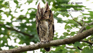 Petit-duc du Japon - Otus semitorques - Japanese Scops Owl
