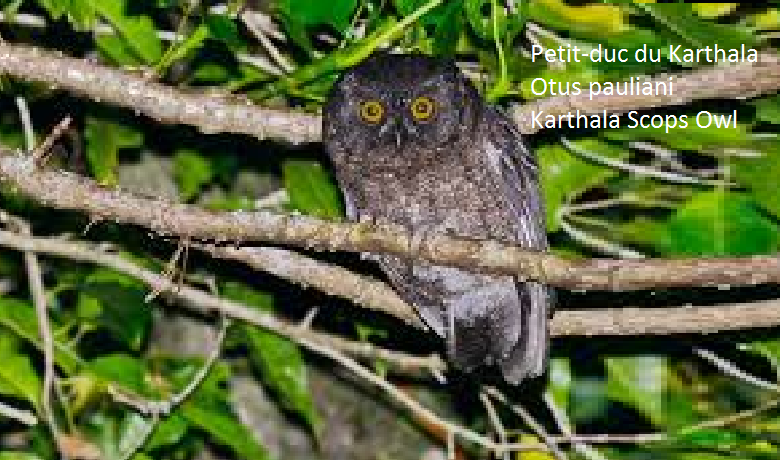 Petit-duc du Karthala - Otus pauliani - Karthala Scops Owl