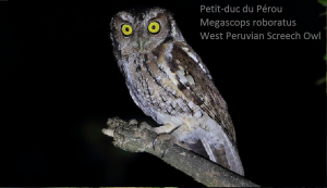 Petit-duc du Pérou - Megascops roboratus - West Peruvian Screech Owl