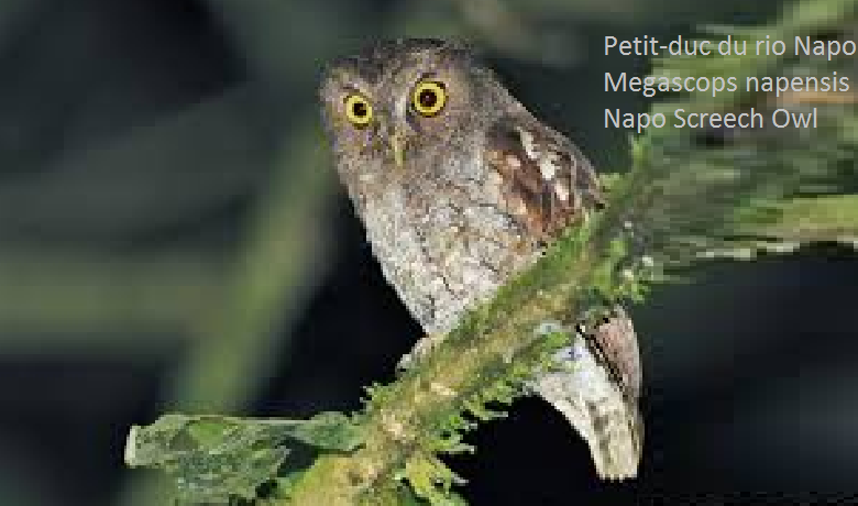 Petit-duc du rio Napo - Megascops napensis - Napo Screech Owl