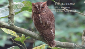 Petit-duc élégant - Otus elegans - Ryukyu Scops Owl