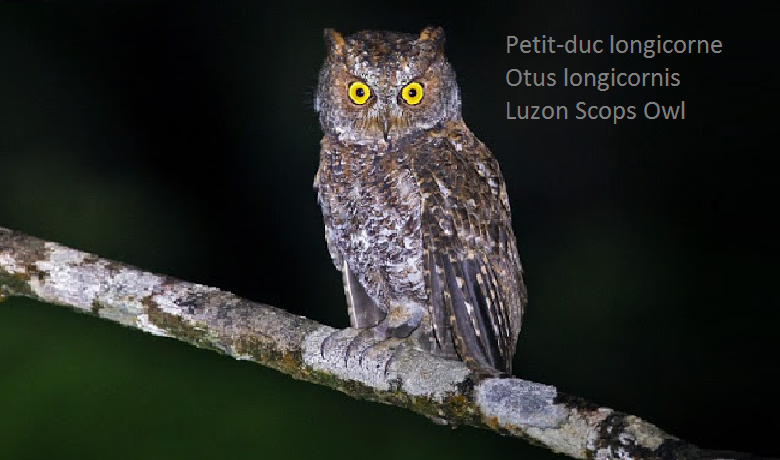 Petit-duc longicorne - Otus longicornis - Luzon Scops Owl