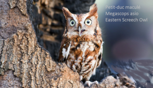 Petit-duc maculé - Megascops asio - Eastern Screech Owl