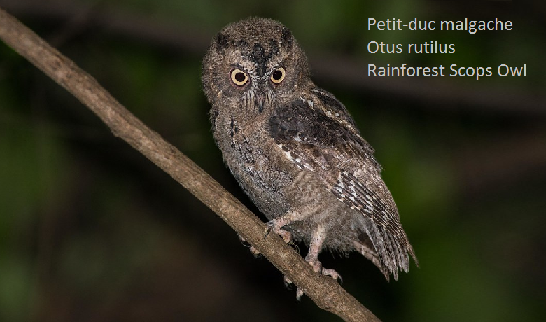Petit-duc malgache - Otus rutilus - Rainforest Scops Owl