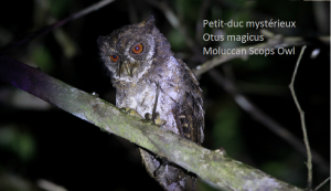 Petit-duc mystérieux - Otus magicus - Moluccan Scops Owl