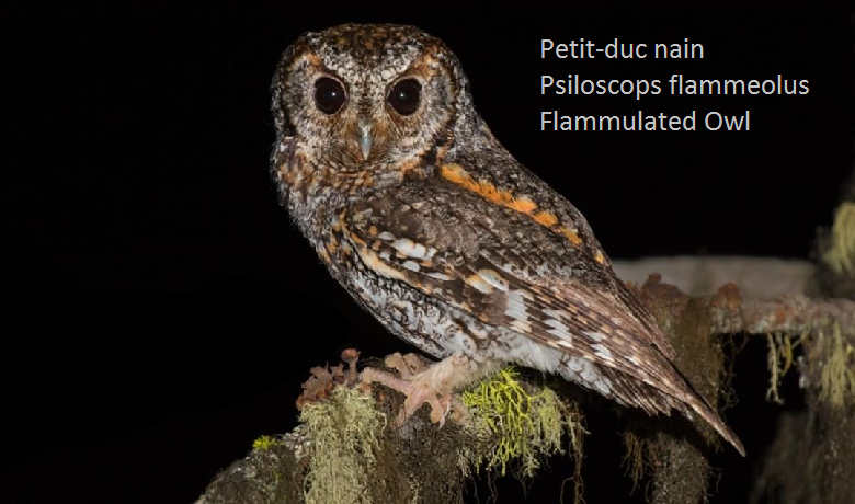 Petit-duc nain - Psiloscops flammeolus - Flammulated Owl