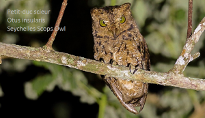 Petit-duc scieur - Otus insularis - Seychelles Scops Owl