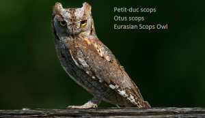 Petit-duc scops - Otus scops - Eurasian Scops Owl
