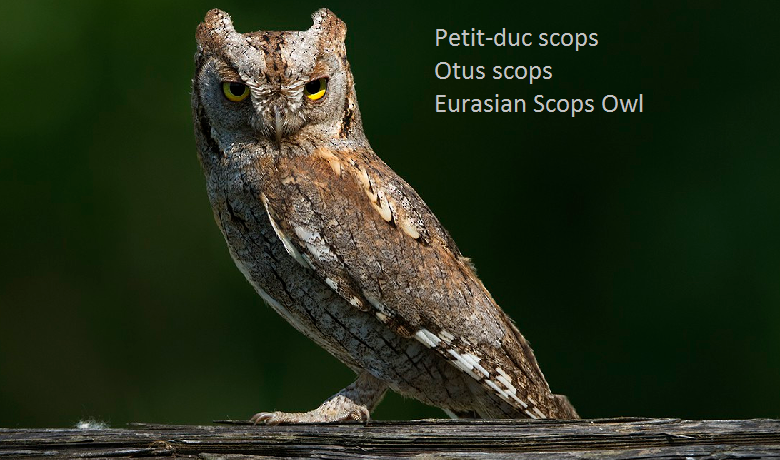 Petit-duc scops - Otus scops - Eurasian Scops Owl