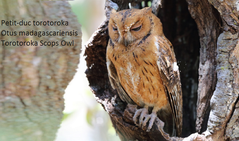 Petit-duc torotoroka - Otus madagascariensis - Torotoroka Scops Owl