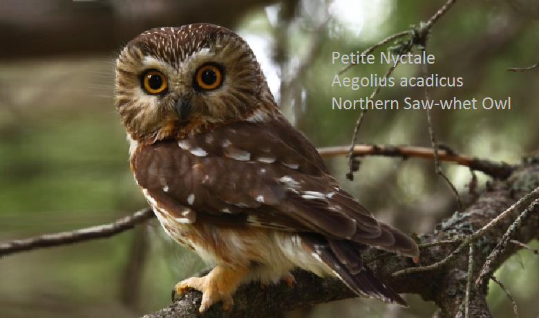 Petite Nyctale - Aegolius acadicus - Northern Saw-whet Owl