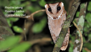 Phodile calong Phodilus badius Oriental Bay Owl