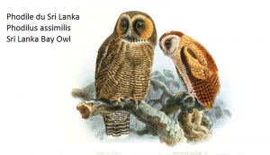 Phodile du Sri Lanka Phodilus assimilis Sri Lanka Bay Owl
