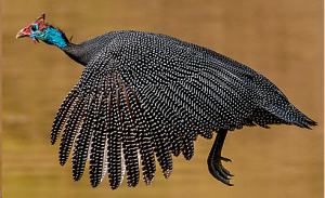 Pintade de Numidie - Numida meleagris -  Helmeted Guineafowl