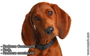 Redbone Coonhound, Reds, Redbone coonhound