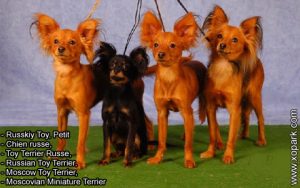 Russkiy Toy, Petit chien russe, Toy Terrier Russe, Russian Toy Terrier, Moscow Toy Terrier, Moscovian Miniature Terrier