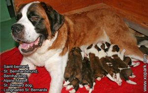 Saint-bernard, St. Bernhardshund, Bernhardiner, Alpine Mastiff, St. Bernard dog, Longhaired St. Bernards